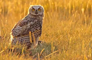 Immature Great Horned Owl Backlit In A Grass Field, Saskatchewan Immature Great Horned Owl Backlit In A Grass Field, Saskatchewan