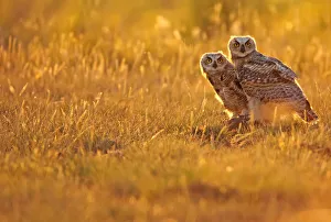 Immature Great Horned Owls Backlit In A Grass Field, Saskatchewan Immature Great Horned Owls Backlit In A Grass Field, Saskatchewan