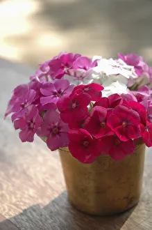 India, Pink And White Flowers In Terracotta Pot At Ahilya Fort Hotel; Madhya Pradesh India, Pink And White Flowers In Terracotta Pot At Ahilya Fort Hotel; Madhya Pradesh