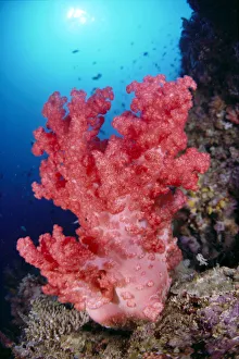Indonesia, Alcyonarian Coral Large Pink, Reef Scene In Blue Ocean With Sunburst Indonesia, Alcyonarian Coral Large Pink, Reef Scene In Blue Ocean With Sunburst