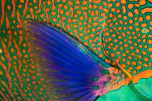 Indonesia, Close-Up Of Parrotfish Scales And Pectoral Fin; Komodo Indonesia, Close-Up Of Parrotfish Scales And Pectoral Fin; Komodo