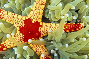Indonesia, Close-Up Of Red And Yellow Sea Star On Hard Coral, Green With Whitetips Indonesia, Close-Up Of Red And Yellow Sea Star On Hard Coral, Green With Whitetips
