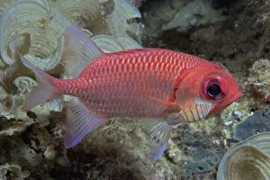 Indonesia, Close-Up Side View Of A Pale Soldierfish (Myripristis Hexagona) With A Large Parasitic Isopod Indonesia, Close-Up Side View Of A Pale Soldierfish (Myripristis Hexagona) With A Large Parasitic Isopod