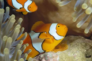 Indonesia, Clownfish Guards Egg Mass (Amphiprion Percula) Indonesia, Clownfish Guards Egg Mass (Amphiprion Percula)