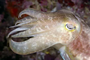 Indonesia, Cuttlefish Close-Up Side View With Eye Closed Indonesia, Cuttlefish Close-Up Side View With Eye Closed