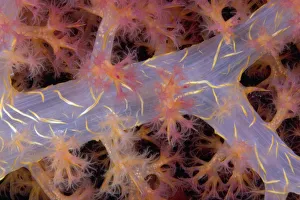 Indonesia, Eggs Can Be Seen Through The Translucent Flesh Of This Alcyonarian Coral Indonesia, Eggs Can Be Seen Through The Translucent Flesh Of This Alcyonarian Coral