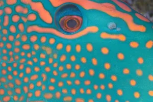 Indonesia, Extreme Close-Up Eye Of Bicolor Parrotfish (Cetoscarus Bicolor) Indonesia, Extreme Close-Up Eye Of Bicolor Parrotfish (Cetoscarus Bicolor)