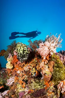 Indonesia, Illuminated Colorful Reef And Silhouette Of Diver Indonesia, Illuminated Colorful Reef And Silhouette Of Diver