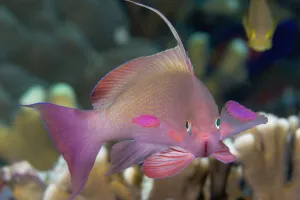 Indonesia, Lyre-Tail Anthias Or Basslet (Pseudanthias Cheirospilos) Indonesia, Lyre-Tail Anthias Or Basslet (Pseudanthias Cheirospilos)