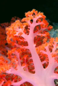 Indonesia, Soft Coral Detail Pink Stem With Bright Orange Polyps Indonesia, Soft Coral Detail Pink Stem With Bright Orange Polyps