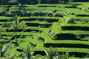 Indonesia, View Overlooking Lush Green Rice Terraces Indonesia, View Overlooking Lush Green Rice Terraces