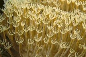 Indonesia, Yellow Soft Coral (Sarcophyton Sp?) Close-Up Indonesia, Yellow Soft Coral (Sarcophyton Sp?) Close-Up