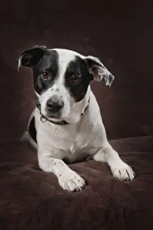 Jack Russell Terrier On A Brown Studio Background Jack Russell Terrier On A Brown Studio Background
