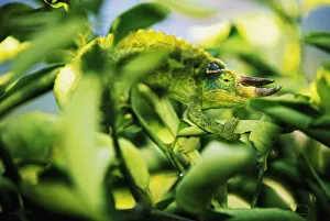 Jackson's Chameleon Blending In To Surrounding Tree Leaves, Bright Green Jackson's Chameleon Blending In To Surrounding Tree Leaves, Bright Green