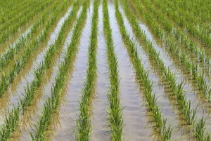 Japan, Kyushu, View Of Young Rice Shoots Growing In Rows In Large Field, Water Japan, Kyushu, View Of Young Rice Shoots Growing In Rows In Large Field, Water