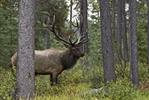 Jasper National Park, Jasper, Alberta, Canada; Bull Elk (Cervus Canadensis)During Rut Season Jasper National Park, Jasper, Alberta, Canada; Bull Elk (Cervus Canadensis)During Rut Season