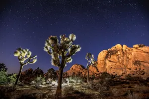 Joshua Trees in front of rock formations at night, Joshua Tree National Park, California, USA Joshua Trees in front of rock formations at night, Joshua Tree National Park, California, USA