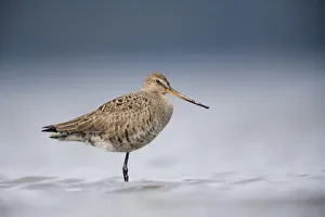 Junvenile Hudsonian Godwit Resting In Shallow Water Of Hartney Bay, Copper River Delta Junvenile Hudsonian Godwit Resting In Shallow Water Of Hartney Bay, Copper River Delta