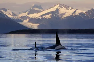 Two Killer Whales Surface In Lynn Canal At Sunset With Herbert Glacier And The Coast Range Mountains In The Background Two Killer Whales Surface In Lynn Canal At Sunset With Herbert Glacier And The Coast Range Mountains In The Background