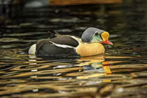 King Eider shot at the Seward Sealife center in Seward, Alaska, USA King Eider shot at the Seward Sealife center in Seward, Alaska, USA