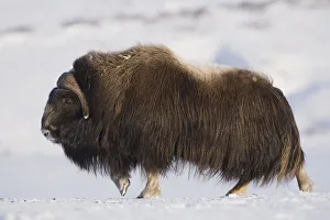 Large Bull Musk-Ox Walking On The Snowy & Frozen Tundra In Winter On The Seward Peninsula Near Nome, Arctic, Alaska Large Bull Musk-Ox Walking On The Snowy & Frozen Tundra In Winter On The Seward Peninsula Near Nome, Arctic, Alaska
