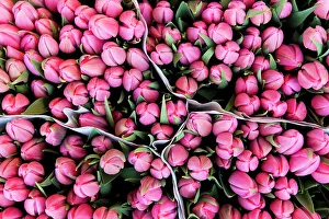 Large Bunches Of Tulips For Sale In The Flower Marketamsterdam, Holland Large Bunches Of Tulips For Sale In The Flower Marketamsterdam, Holland
