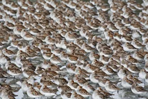 Large Flock Of Western Sandpipers On The Mud Flats Of Hartney Bay During Spring Migration, Copper River Delta Large Flock Of Western Sandpipers On The Mud Flats Of Hartney Bay During Spring Migration, Copper River Delta