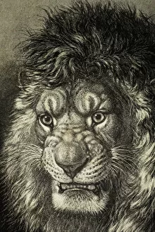 Historical Collection: The Lion, King Of Beasts. From El Mundo Ilustrado, Published Barcelona, 1880