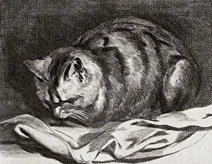 Historical Collection: The Little Cat Etching Cornelius Visscher Dutch