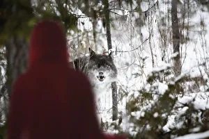 Little Red Riding Hood Looking At The Big Bad Wolf; Alberta, Canada Little Red Riding Hood Looking At The Big Bad Wolf; Alberta, Canada