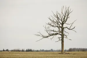 A Lone Tree In A Field; Winnipeg, Manitoba, Canada A Lone Tree In A Field; Winnipeg, Manitoba, Canada