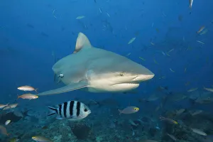 A look at the front end of a Bull shark (Carcharhinus leucas), Bequ Lagoon, Viti Levu, Fiji A look at the front end of a Bull shark (Carcharhinus leucas), Bequ Lagoon, Viti Levu, Fiji