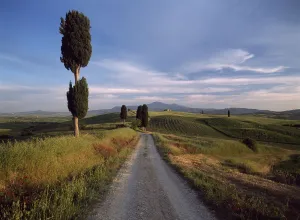 Looking Down Track Lined With Cypress Trees At Dusk To Old Farmhouse On Hill Near Pienza, Val orcia, Tuscany, Italy Looking Down Track Lined With Cypress Trees At Dusk To Old Farmhouse On Hill Near Pienza, Val orcia, Tuscany, Italy