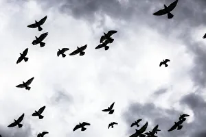 Low Angle View Of Silhouetted Flock Of Birds Flying Against A Cloudy Sky; Thessaloniki, Greece Low Angle View Of Silhouetted Flock Of Birds Flying Against A Cloudy Sky; Thessaloniki, Greece