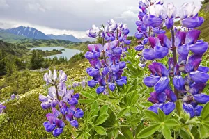 Lupine Flowers Near Lost Lake Seward Alaska Chugach National Forest Southcentral Summer Lupine Flowers Near Lost Lake Seward Alaska Chugach National Forest Southcentral Summer