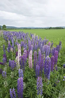 Lupines In A Field With Mountains In The Distance; Thunder Bay, Ontario, Canada Lupines In A Field With Mountains In The Distance; Thunder Bay, Ontario, Canada