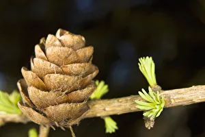 Macro Of Larch Needles And Cone During Spring, Anchorage, Alaska Macro Of Larch Needles And Cone During Spring, Anchorage, Alaska