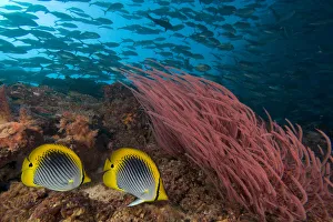 Malaysia, Alcyonarian Coral and pair of Spot-Tailed Butterflyfish (Chaetodon Ocellicaudus) Malaysia, Alcyonarian Coral and pair of Spot-Tailed Butterflyfish (Chaetodon Ocellicaudus)