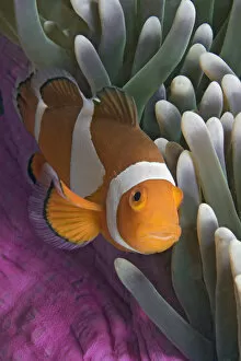 Images Dated 25th February 2004: Malaysia, Mabul Island, Western Clown Anemone Fish (Amphiprion Ocellaris)
