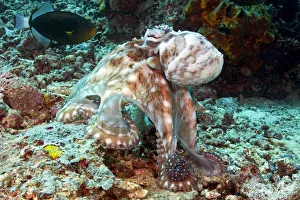 Malaysia, Octopus Cyanea Diguising Itself As A Part Of The Coral Reef Malaysia, Octopus Cyanea Diguising Itself As A Part Of The Coral Reef