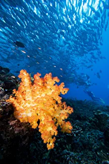 Malaysia, Schooling Bigeye Jack (Caranx Sexfasciatus) Fish Around Alcyonarian Coral And Diver Malaysia, Schooling Bigeye Jack (Caranx Sexfasciatus) Fish Around Alcyonarian Coral And Diver