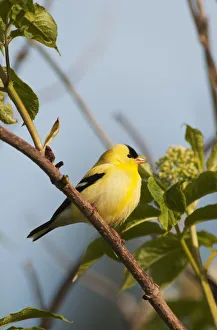 A Male American Goldfinch (Carduelis Tristis) Perches In A Bush; Astoria, Oregon A Male American Goldfinch (Carduelis Tristis) Perches In A Bush; Astoria, Oregon