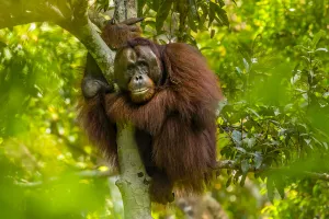 A male Bornean orangutan, Pongo pygmaeus, clinging to a tree A male Bornean orangutan, Pongo pygmaeus, clinging to a tree