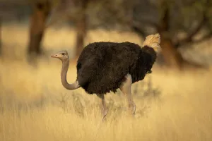 Male common ostrich walking through the long grass at the Gabus Game Ranch, Otjozondjupa, Namibia Male common ostrich walking through the long grass at the Gabus Game Ranch, Otjozondjupa, Namibia