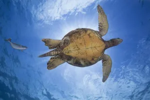 This Male Green Sea Turtle (Chelonia Mydas), An Endangered Species, Is Being Followed Closely By A Spotted Unicorn Fish This Male Green Sea Turtle (Chelonia Mydas), An Endangered Species, Is Being Followed Closely By A Spotted Unicorn Fish