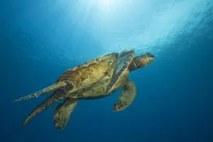 Male Green Sea Turtles (Chelonia Mydas), An Endangered Species, Have A Much Longer Tail Then The Females Male Green Sea Turtles (Chelonia Mydas), An Endangered Species, Have A Much Longer Tail Then The Females