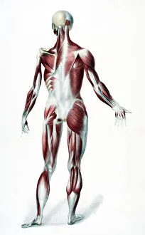 Back Of The Male Human Body Showing Muscles Sinews And Bones From The Vessels Of The Human Body Edited By Jones Quain Back Of The Male Human Body Showing Muscles Sinews And Bones From The Vessels Of The Human Body Edited By Jones Quain