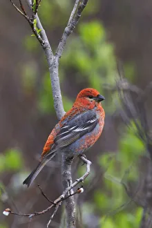 Male Pine Grosbeak Perched On Willow Branch, Copper River Delta, Near Cordova Male Pine Grosbeak Perched On Willow Branch, Copper River Delta, Near Cordova
