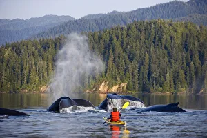 Man Sea Kayaking Near Swimming Pod Of Humpback Whales Inside Passage Southeast Alaska Summer Composite Man Sea Kayaking Near Swimming Pod Of Humpback Whales Inside Passage Southeast Alaska Summer Composite