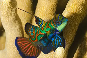 Mandarinfish (Synchiropus Splendidus); Yap, Micronesia Mandarinfish (Synchiropus Splendidus); Yap, Micronesia